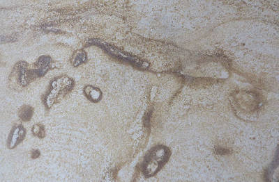 Clashach Sandstone at close range